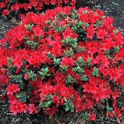 Small Hino-Crimson Azalea plant displaying dense foliage and new buds