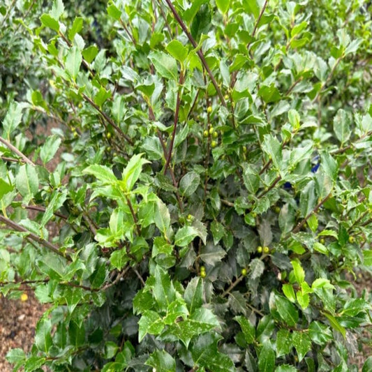 Mature Blue Girl Holly evergreen shrub with lush foliage and ornamental form