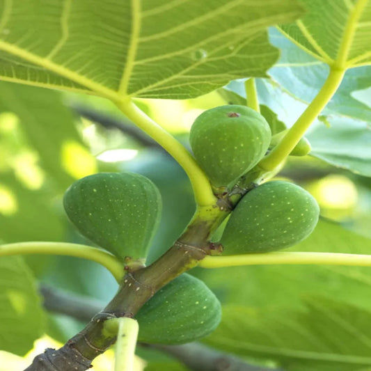 Ripe figs on healthy Italian Honey Fig Tree branches