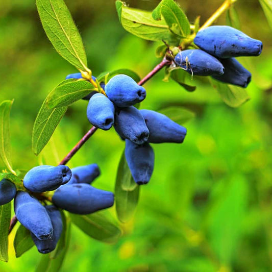 Berry Blue honeyberry plant established outdoors with dense leaves and strong branching