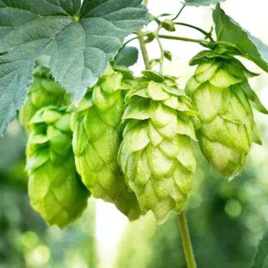 Fresh green hops plant Humulus lupulus vine growing outdoors