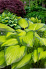 Hosta