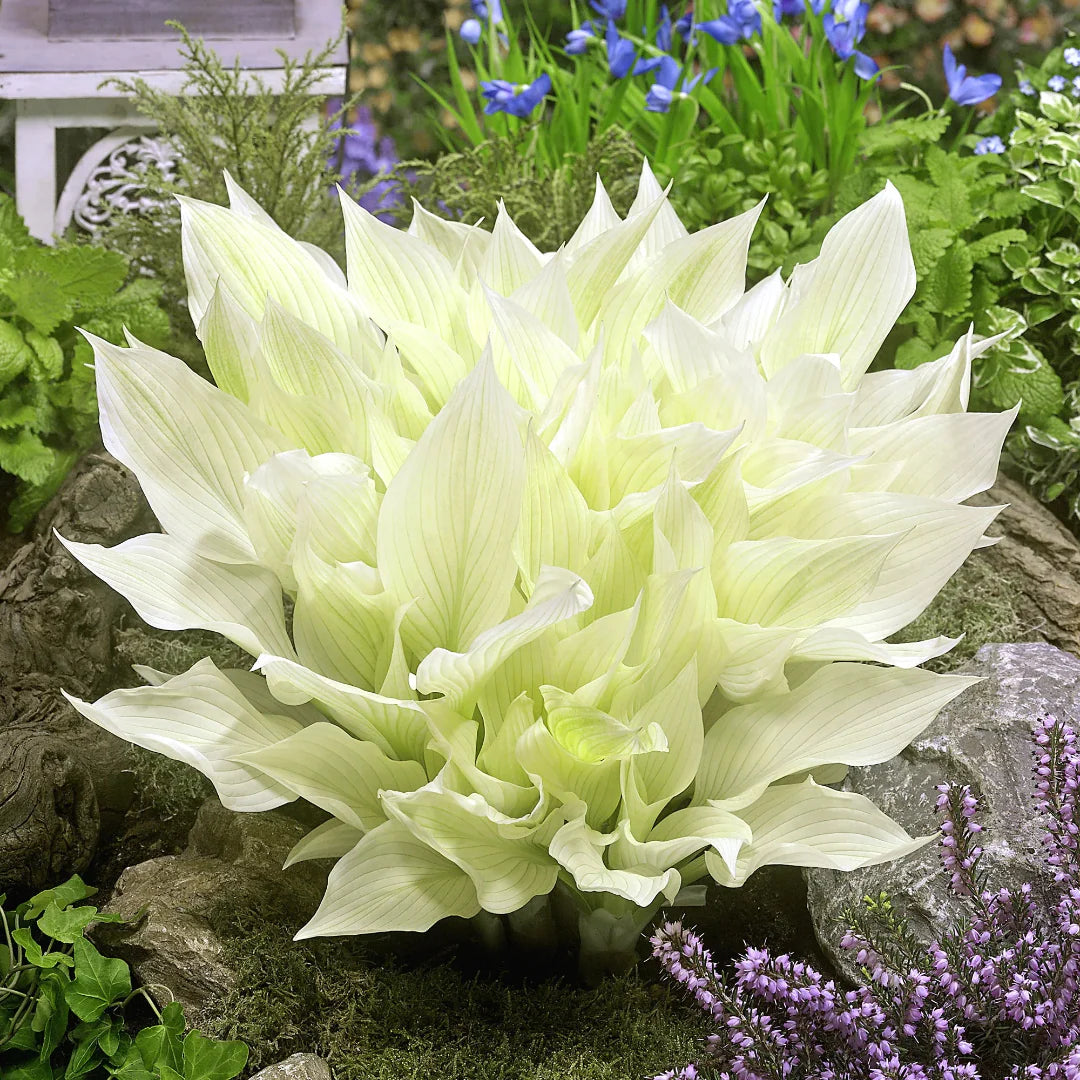 Hosta 'White Feather' – hosta