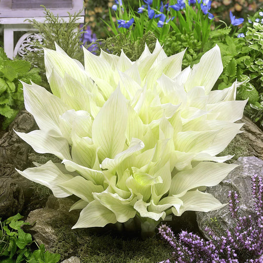 Hosta 'White Feather' – hosta