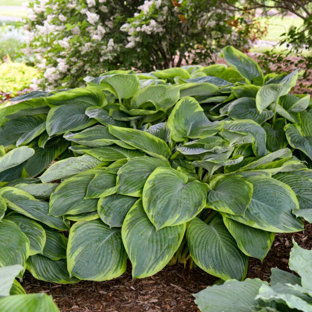Hosta Shadowland 'Wu-La-La'