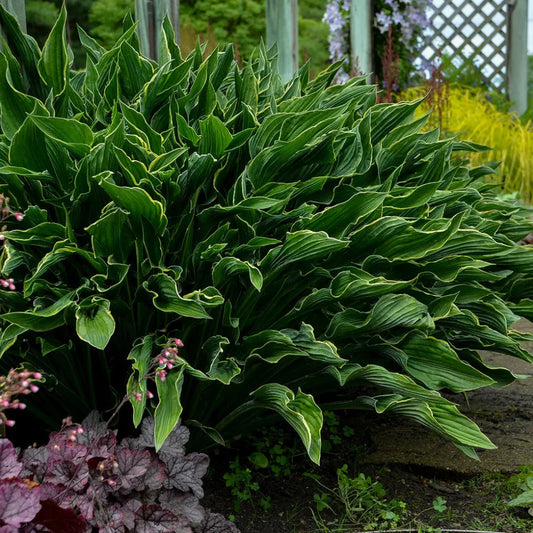 Praying Hands Hosta – Unique Vertical Folded Green and White Variegated Leaves with lavender (upright scapes; leaves held ver