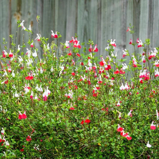 Salvia microphyla 'Hot Lips'