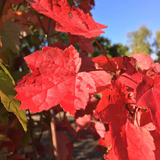 Acer rubrum mature Red Maple Tree with striking fall colors