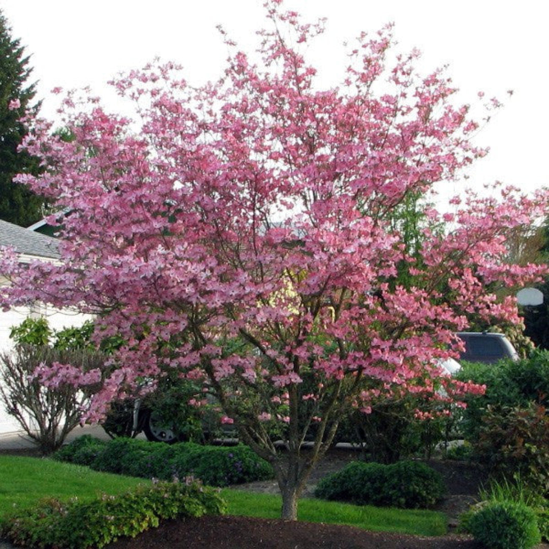 Petals and foliage of blooming Pink Beauty Hybrid Dogwood