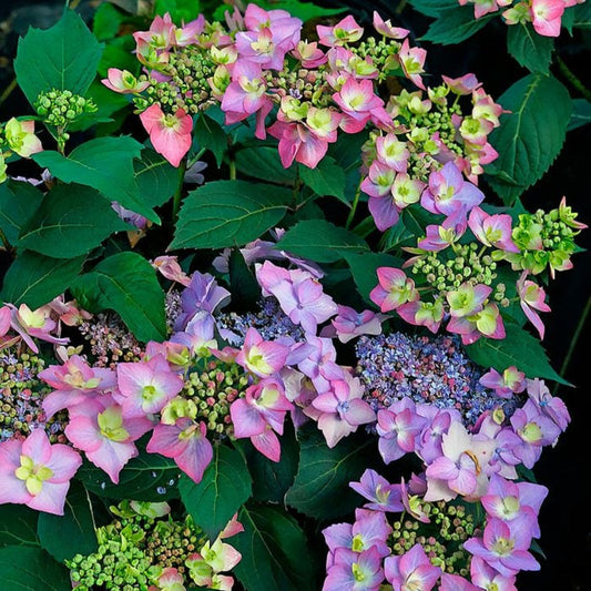 Hydrangea Let’s Dance Can Do variety featuring large pink mophead flower clusters