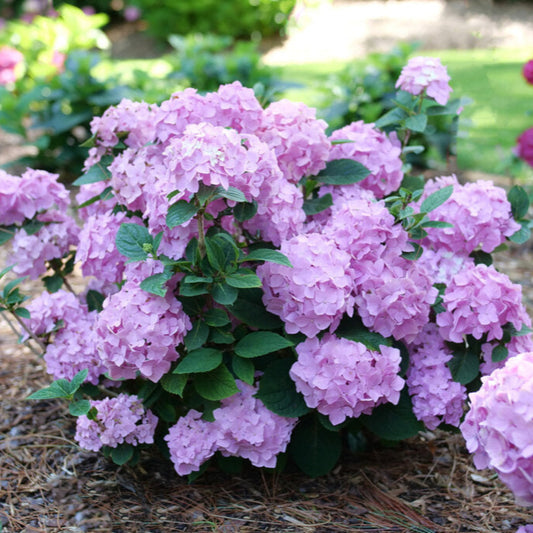 Hydrangea Let’s Dance CanCan in full bloom viewed from above with rich pink flowers
