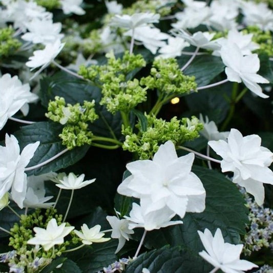 Close-up of Hanabi Hydrangea blossoms with layered white petals and green foliage