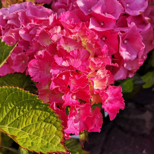Pink flowering hedge Hydrangea Macrophylla Masja