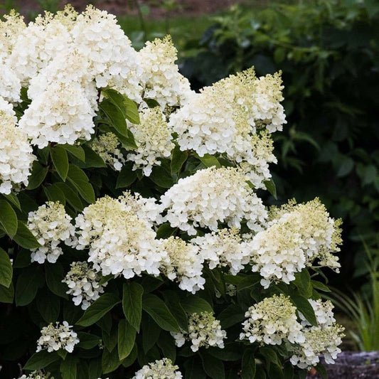 Hydrangea Paniculata Living Summer Snow shrub with white cone-shaped blooms from Pixies Gardens