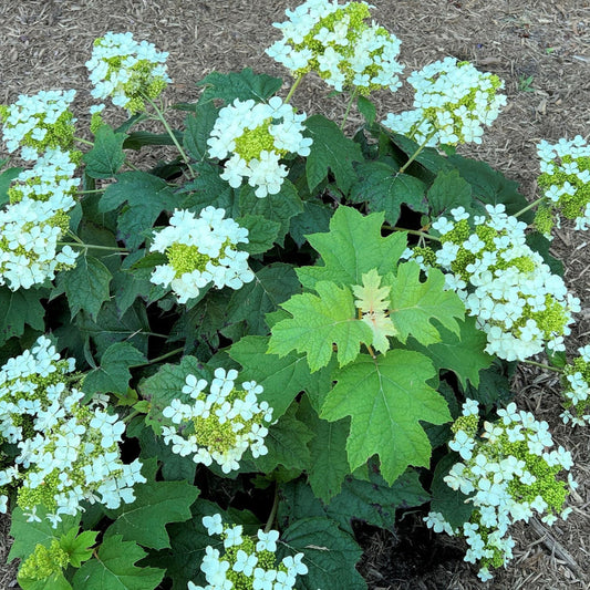 Pee Wee Oakleaf Hydrangea Compact Shrub with White Summer Flowers