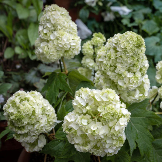 Proven Winners Gatsby Moon Hydrangea flower cluster detailed view
