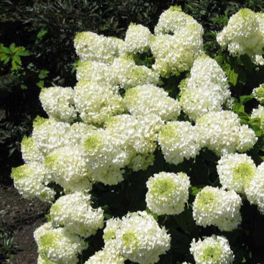 Compact Silver Dollar Hydrangea for Borders