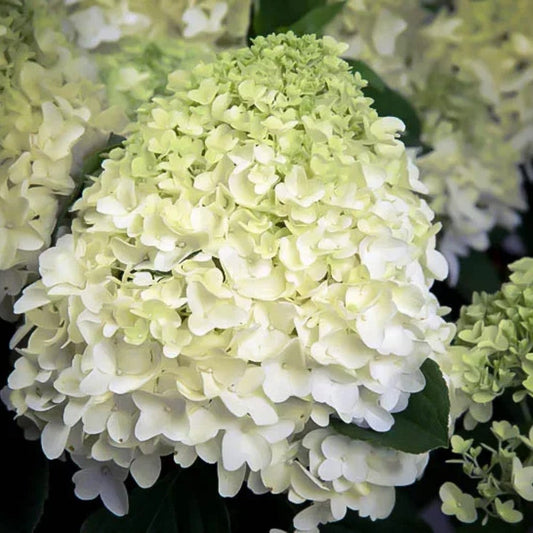 Big bold blooms from White Wedding Hydrangea