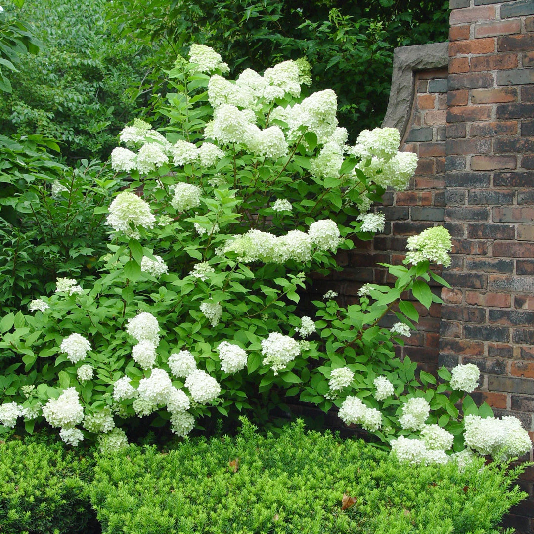 Dwarf Limelight Hydrangea Shrub with Compact Lime-Green Flowers