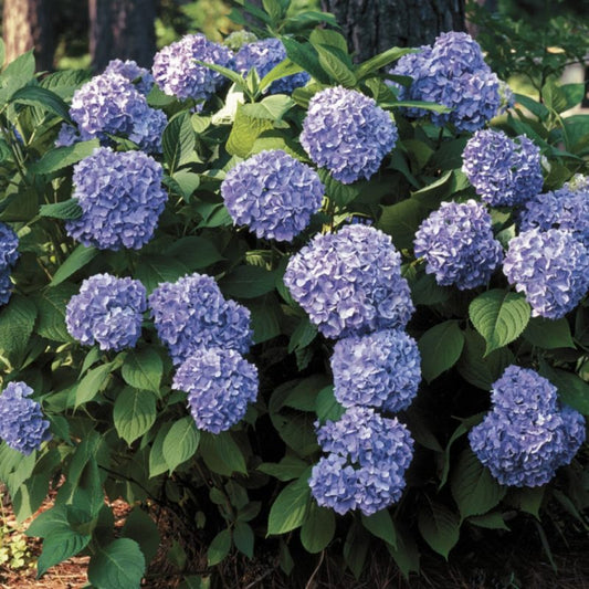 All Summer Beauty Hydrangea brightens garden beds