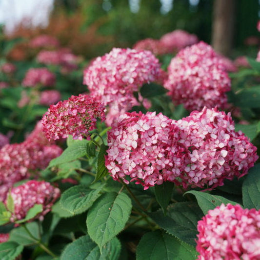 Close-up of Invincibelle Ruby Hydrangea flowers showing rich ruby-red petals in full bloom