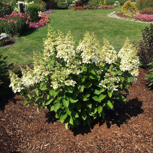 Lava Lamp Candelabra Hydrangea bush in bloom with creamy white flowers turning soft pink