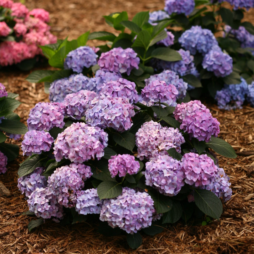 Blue blossoms of Let’s Dance Blue Jangles Hydrangea