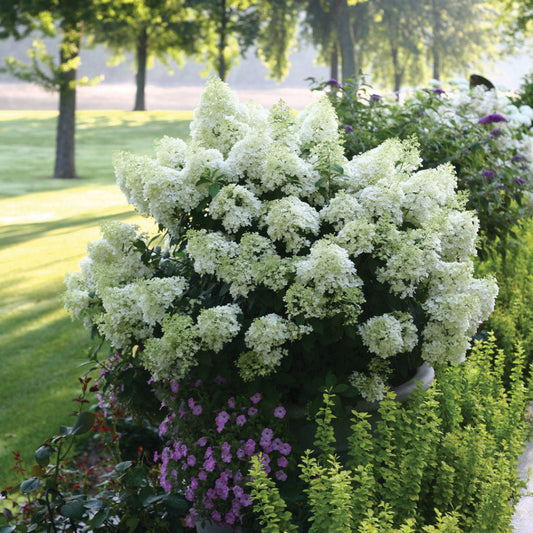 Hydrangea Bobo Shrub Adding Summer Color to Landscapes