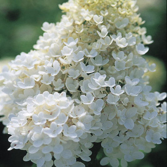 Pee Gee Hydrangea – PG Hydrangea | Large White Panicle Blooms | Zones 3–8 live plant for landscaping and home gardens