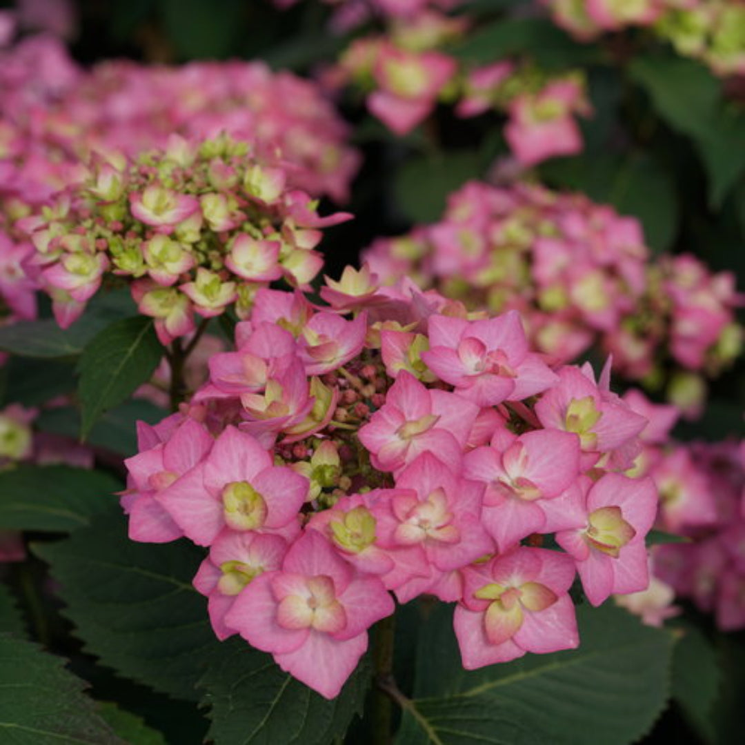 Close-up of Let’s Dance CanCan Hydrangea showing soft pink and lavender petals