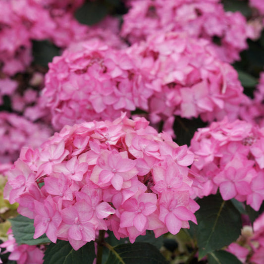 Let's Dance Arriba Hydrangea Shrub in Shaded Garden