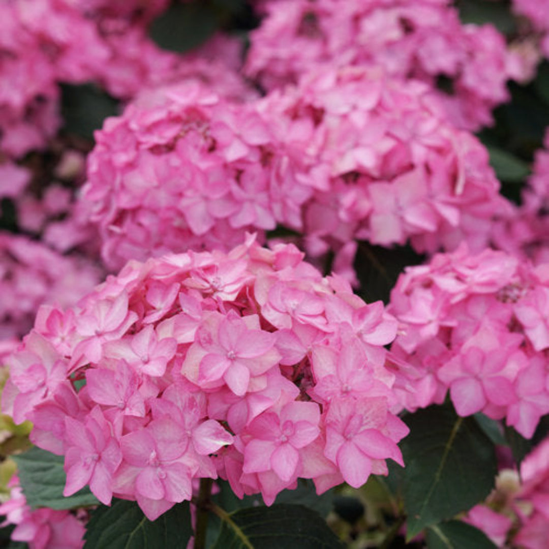 Hydrangea Let’s Dance CanCan plant with pink and blue blooms at Pixies Gardens