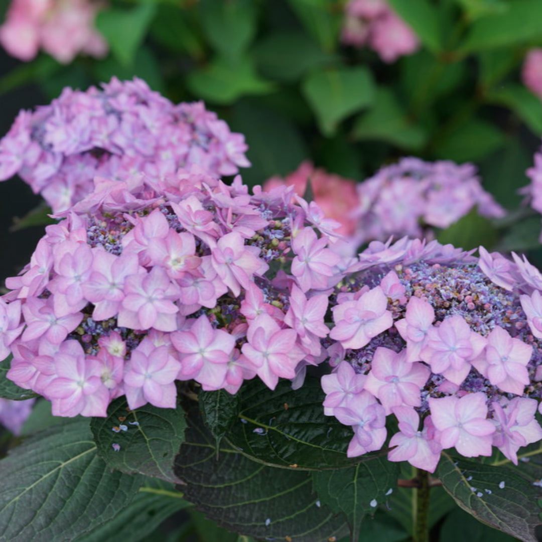 Hydrangea serrata Let’s Dance CanCan variety with lush green foliage and pink flowers