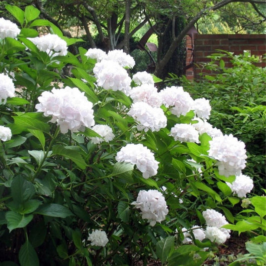 Bounty Mophead Hydrangea Blooming in Summer Garden