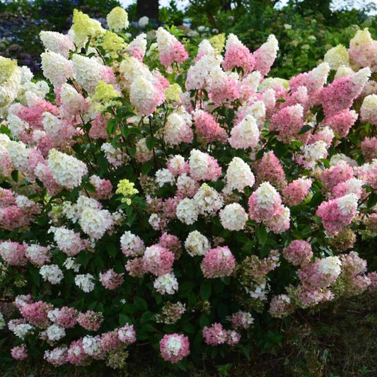 Strawberry Sundae Hydrangea for Sale Beautiful Summer Shrub
