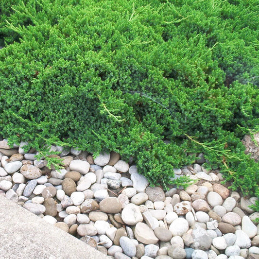 Parsoni Juniper, Evergreen, Low – juniper