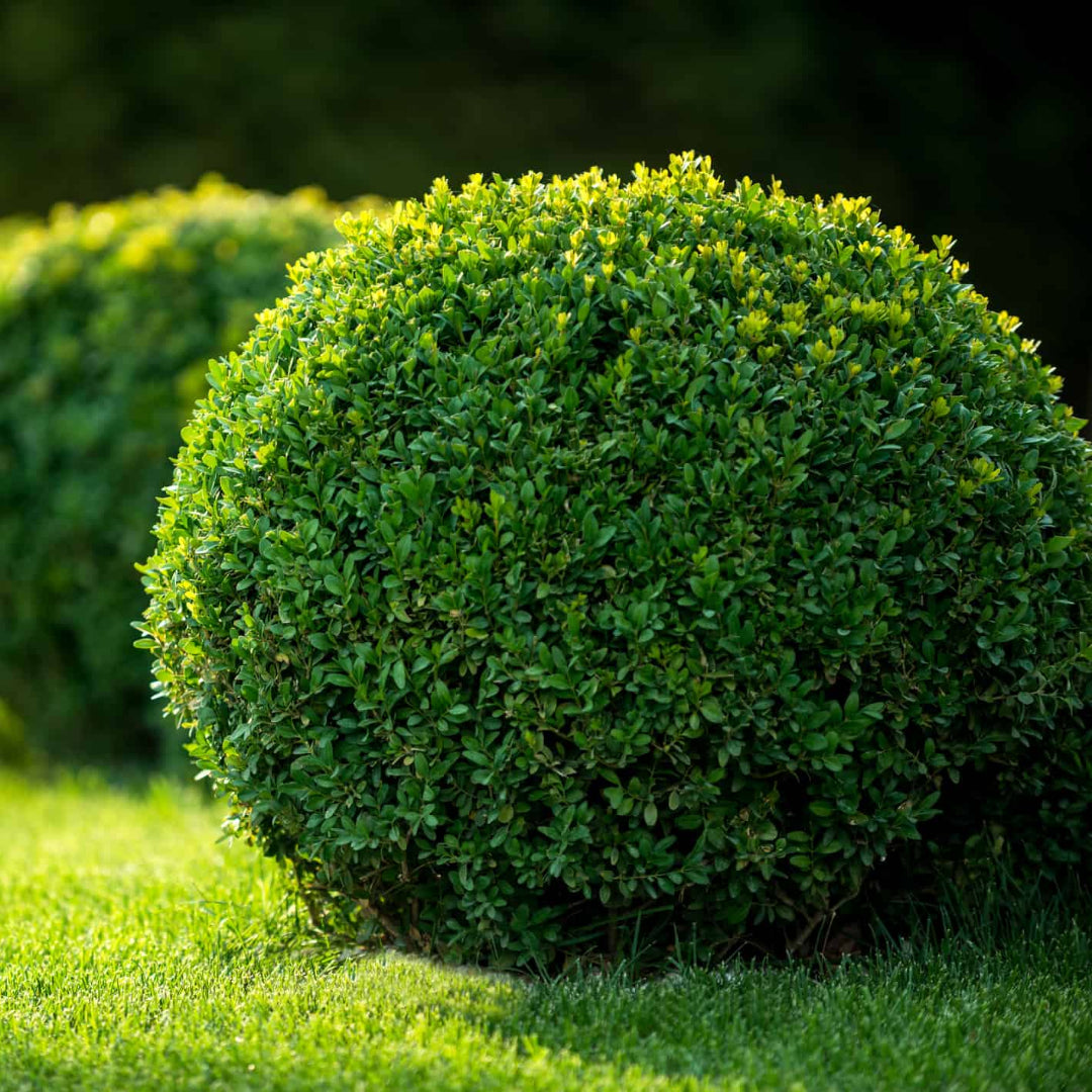 Evergreen boxwood shrub used for formal garden landscaping design