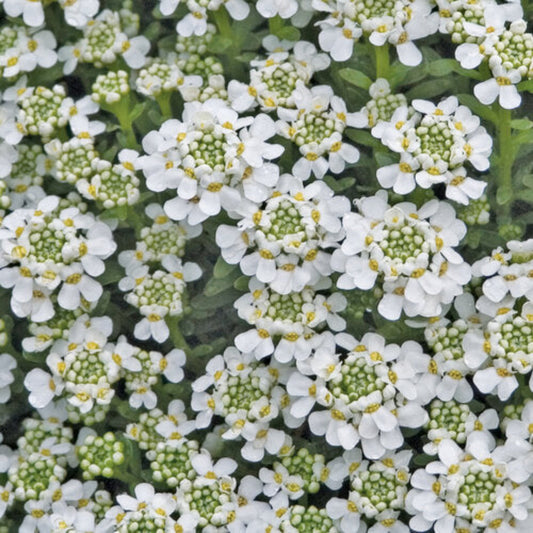 Iberis Sempervirens Snowflake Candytuft