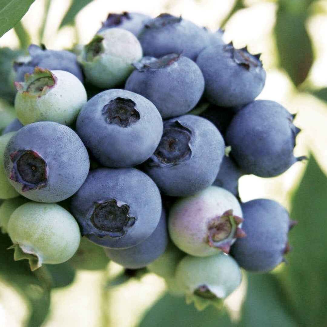 Fruiting Suziblue blueberry plant producing fresh edible blueberries