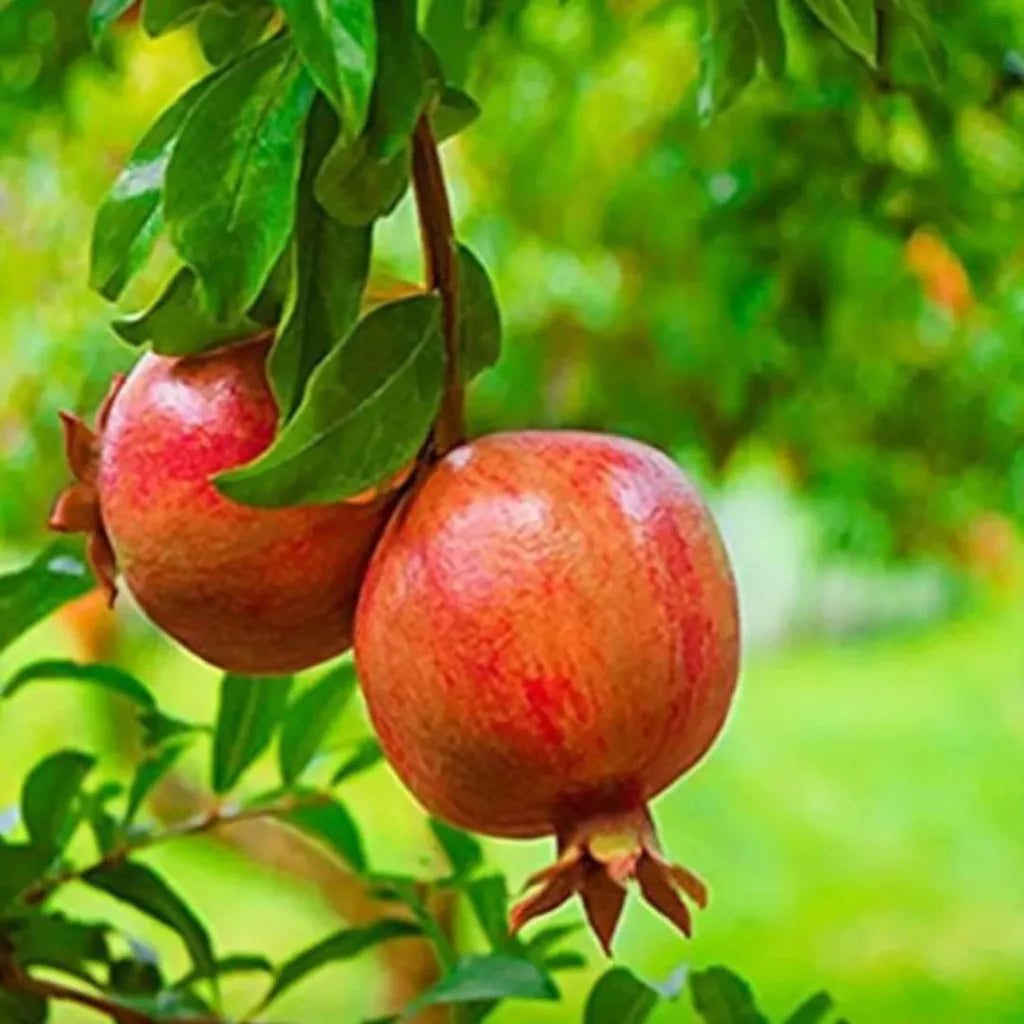 Pomegranate fruits displayed from Salavatski Pomegranate