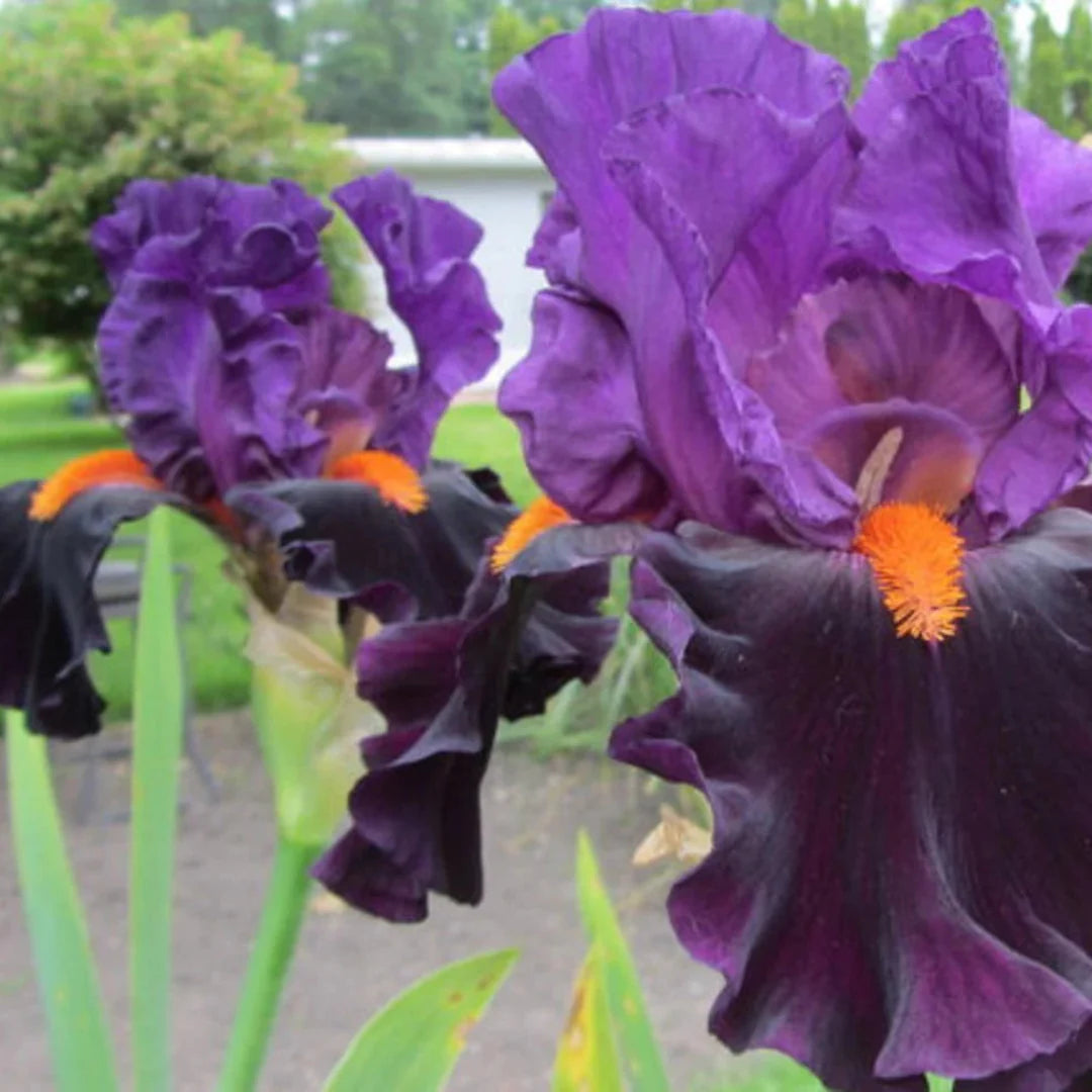 Iris germanica 'Sharp Dressed Man' – evergreen