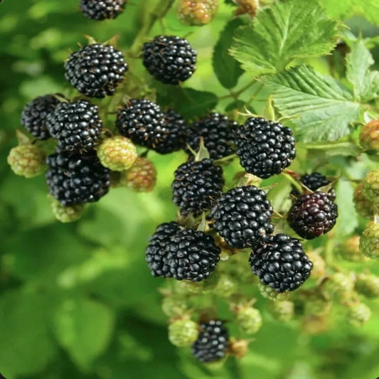 Close-up of fresh Ponca blackberries with glossy deep-black fruit