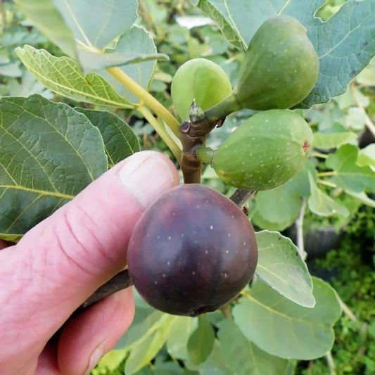 Mature Chicago Hardy Fig Tree displaying broad green leaves