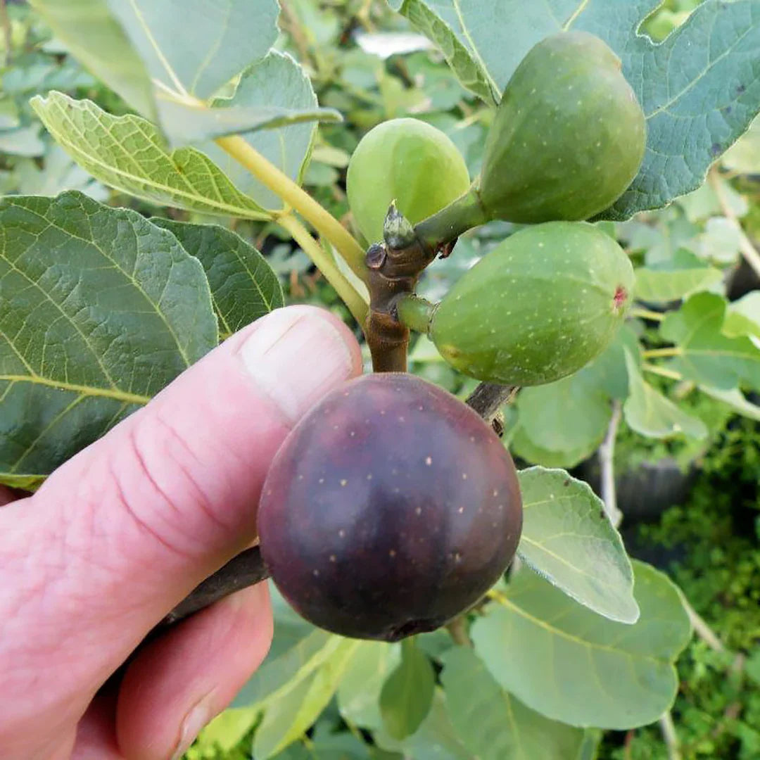 Freshly harvested Chicago Hardy Fig fruits displayed on table