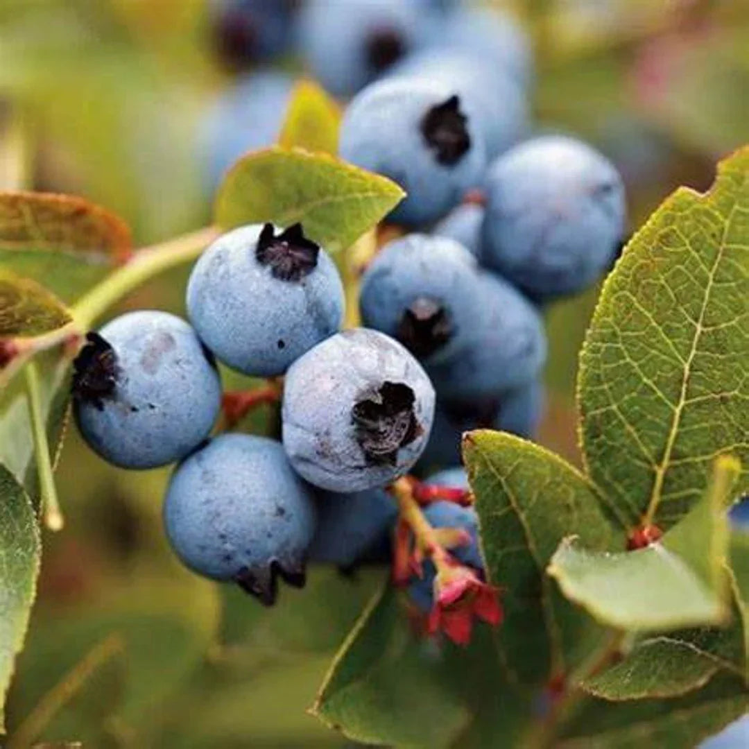 Close-up of Austin Blueberry fruit with deep blue color