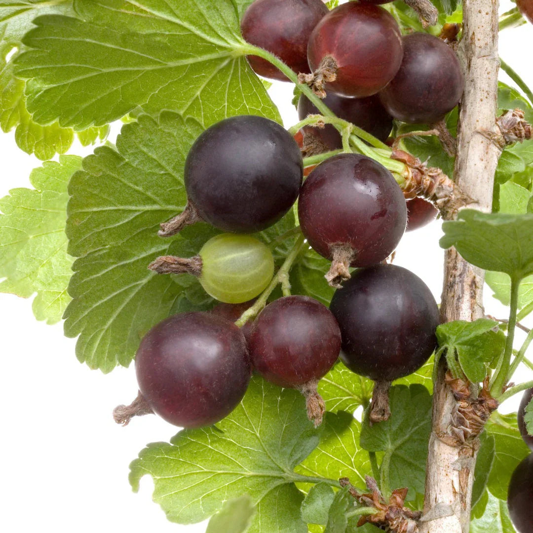 Potted Black Velvet gooseberry plant with healthy green leaves