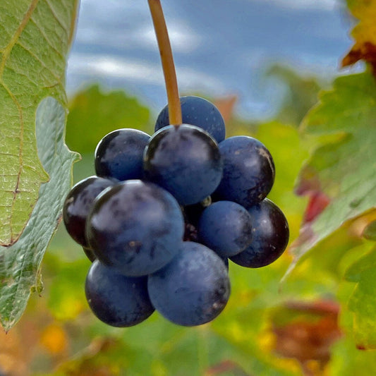 Freshly harvested muscadine grapes are used to make juice and wine