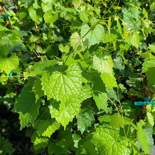Muscadine grape vine plant
