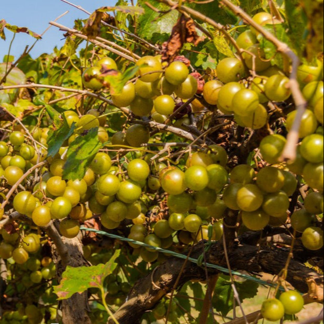 Close-up of ripe Carlos muscadine grape cluster hanging from the vine