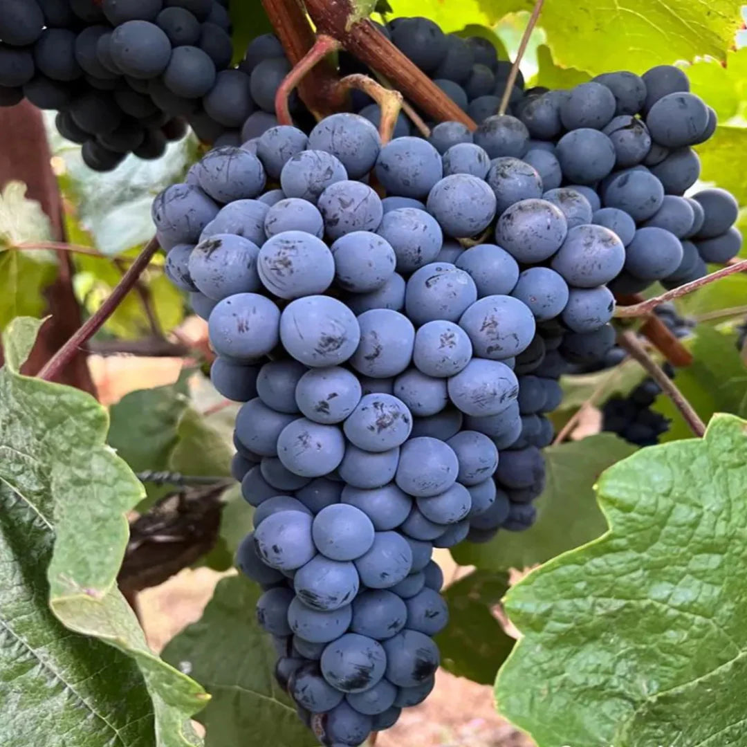 Close-up of fresh Thomcord grapes displaying rich color and smooth texture